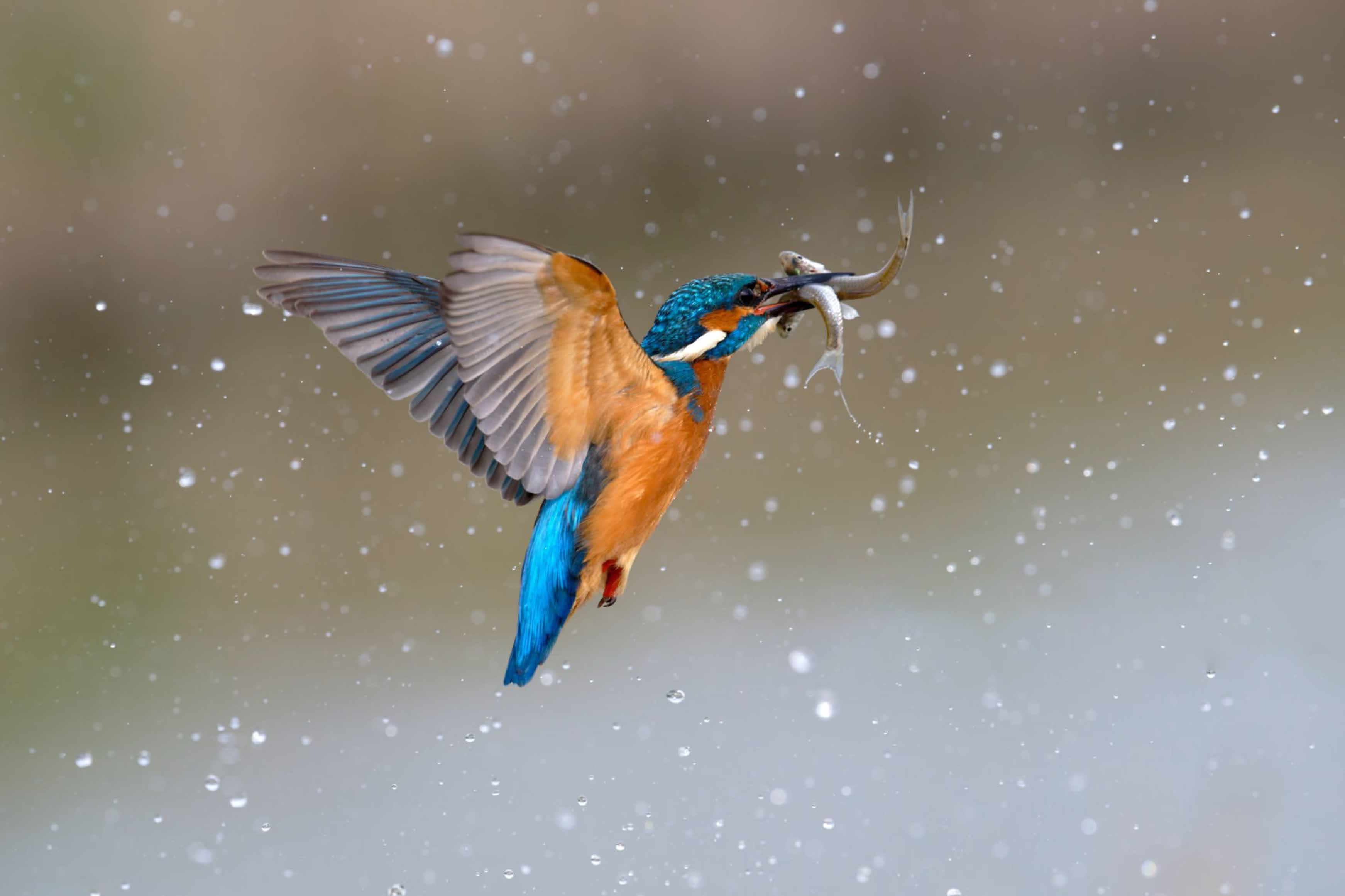 Orthopedics Department